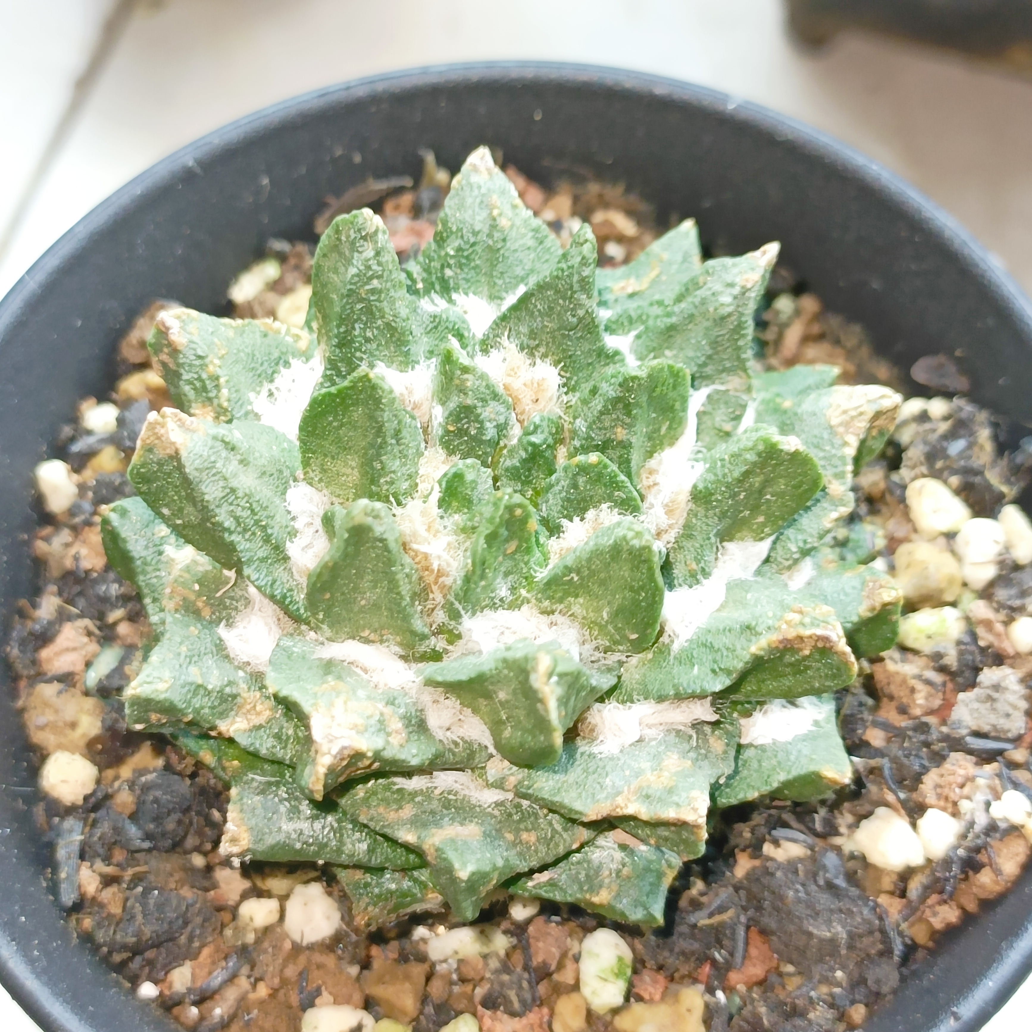 落地自根养定成田龙角岩牡丹防辐射多肉植物绿植盆栽家庭阳台装饰