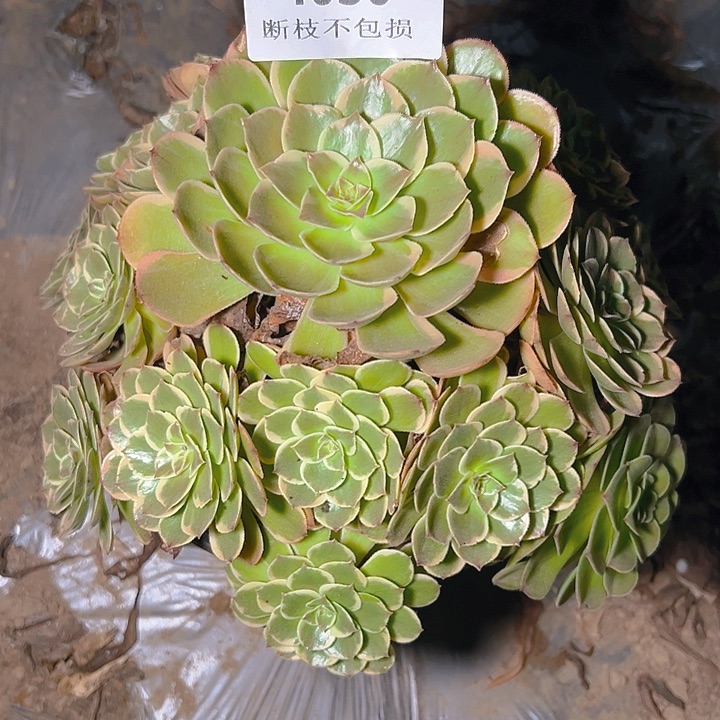 4030粉花妖多肉植物