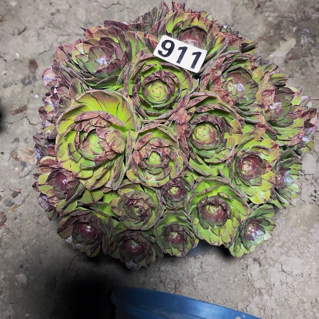 法师法师14-13包邮法师