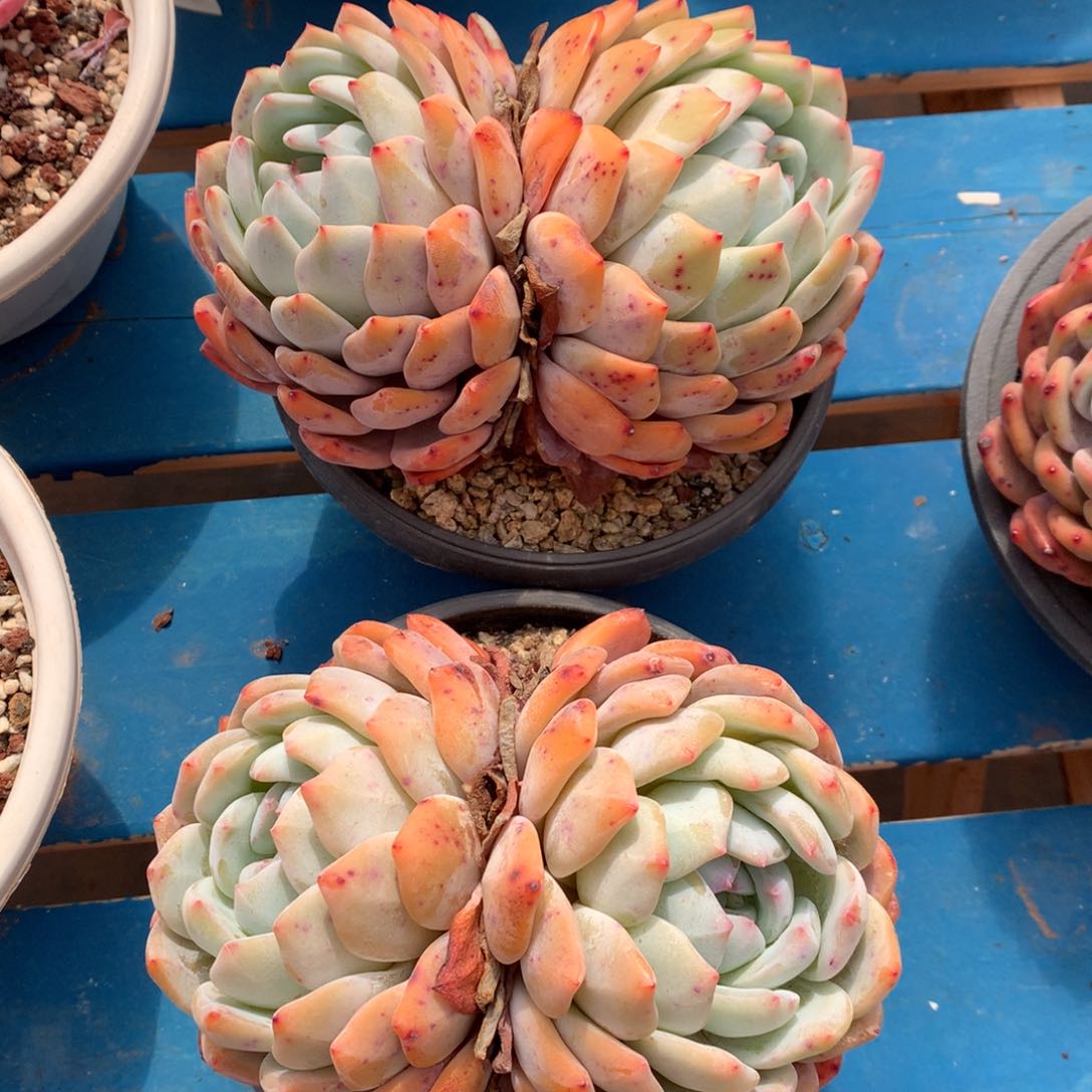 2颗梦露老桩一物一拍0000000