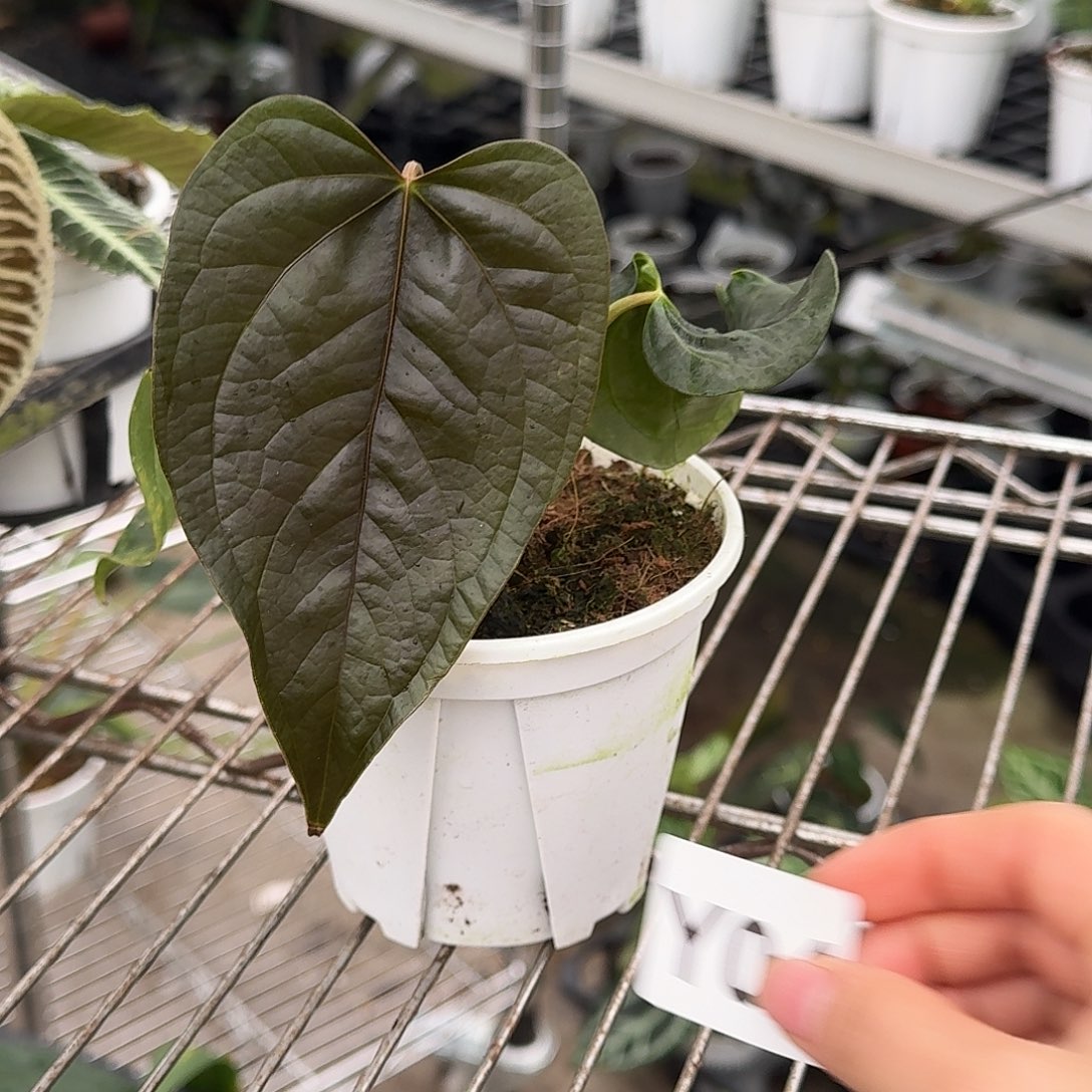 M***a完全开放女王之心Y04