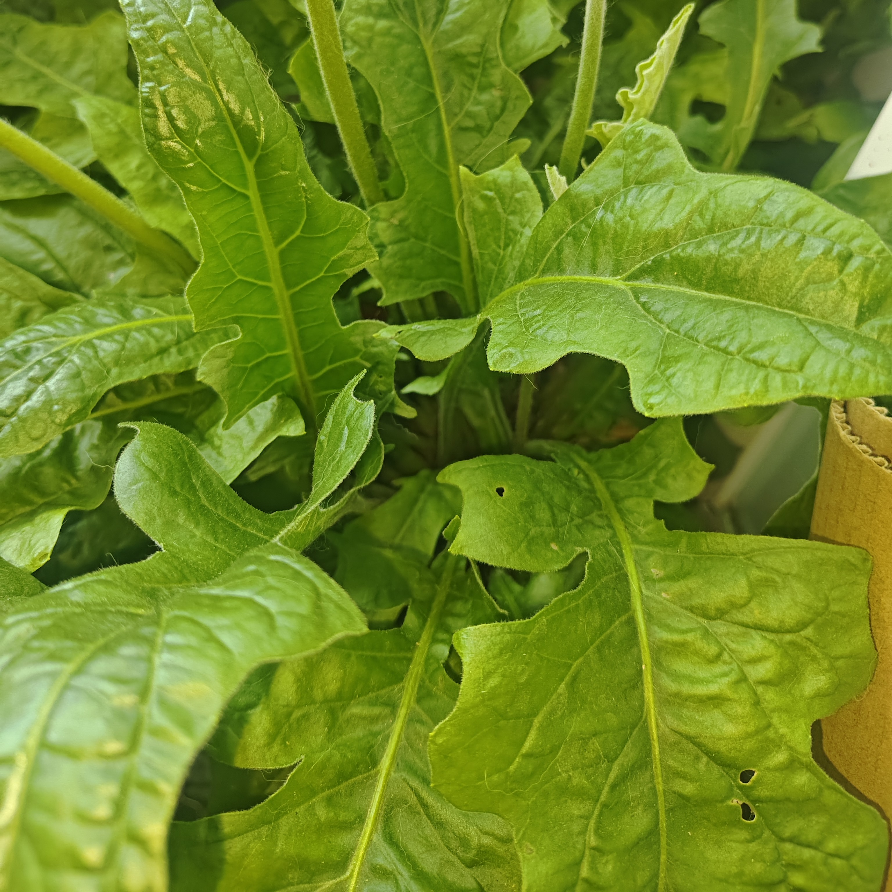 高杆非洲菊扶郎花无花处理一加仑盆栽4盆