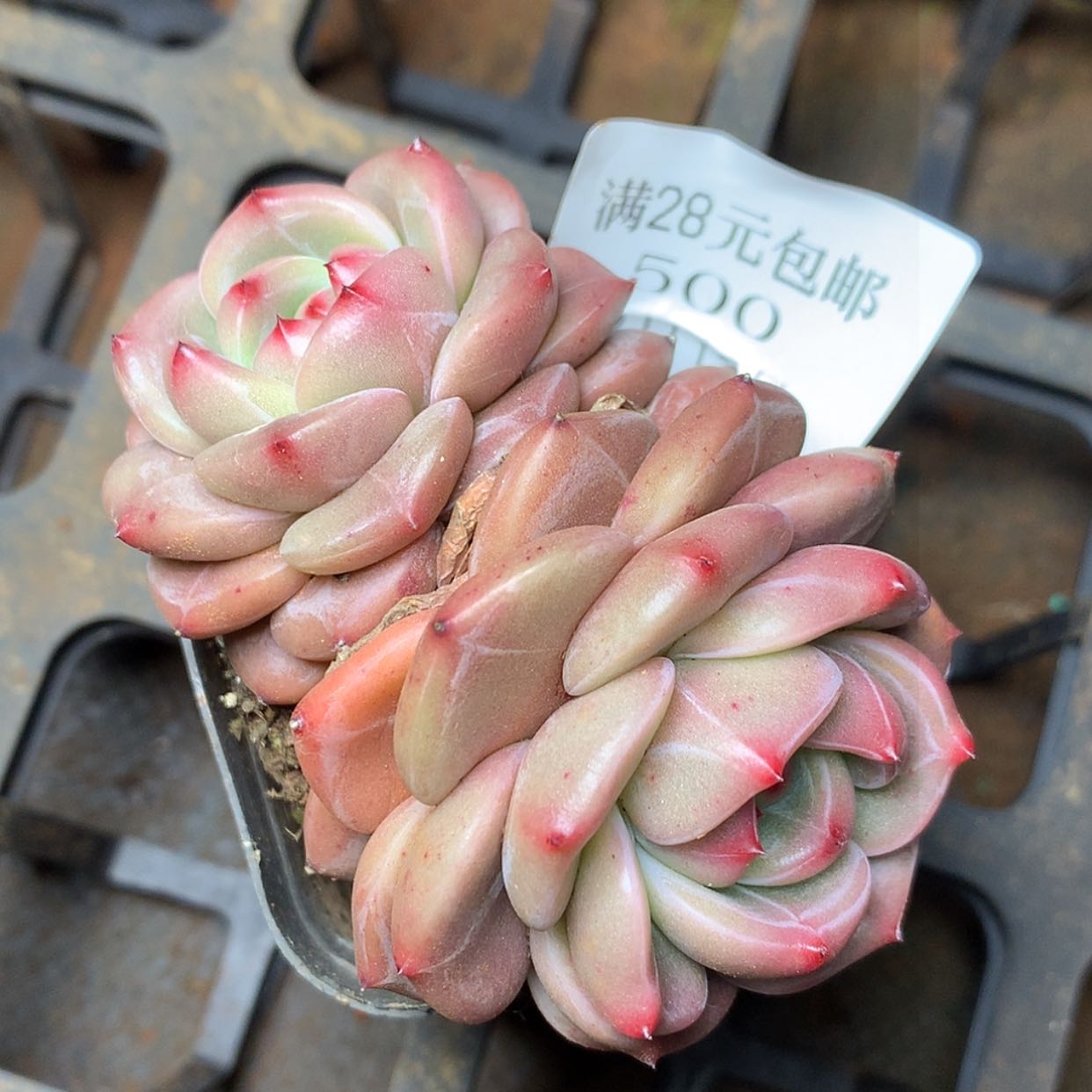 【闪购商品】云500号