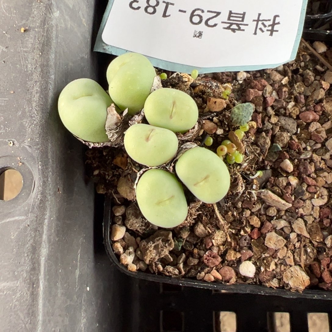 晨***29-183肉锥多肉植物，