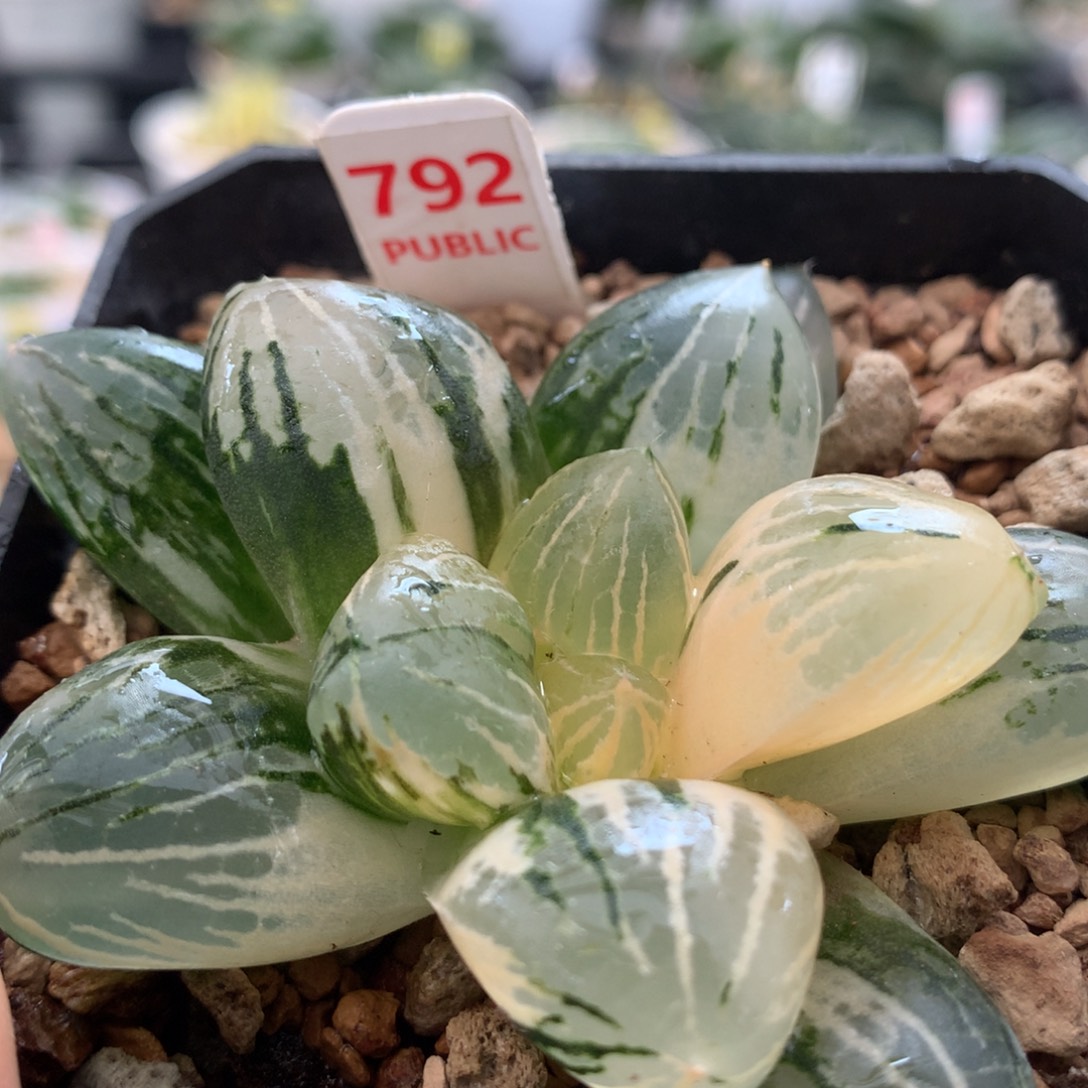 792玉潭寿锦十二卷多肉