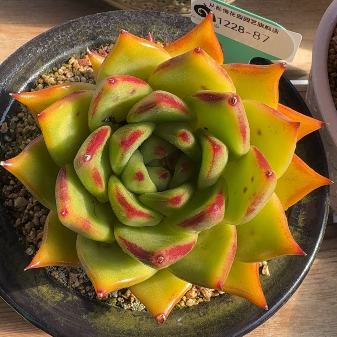 从前慢花园多肉编号1228-87