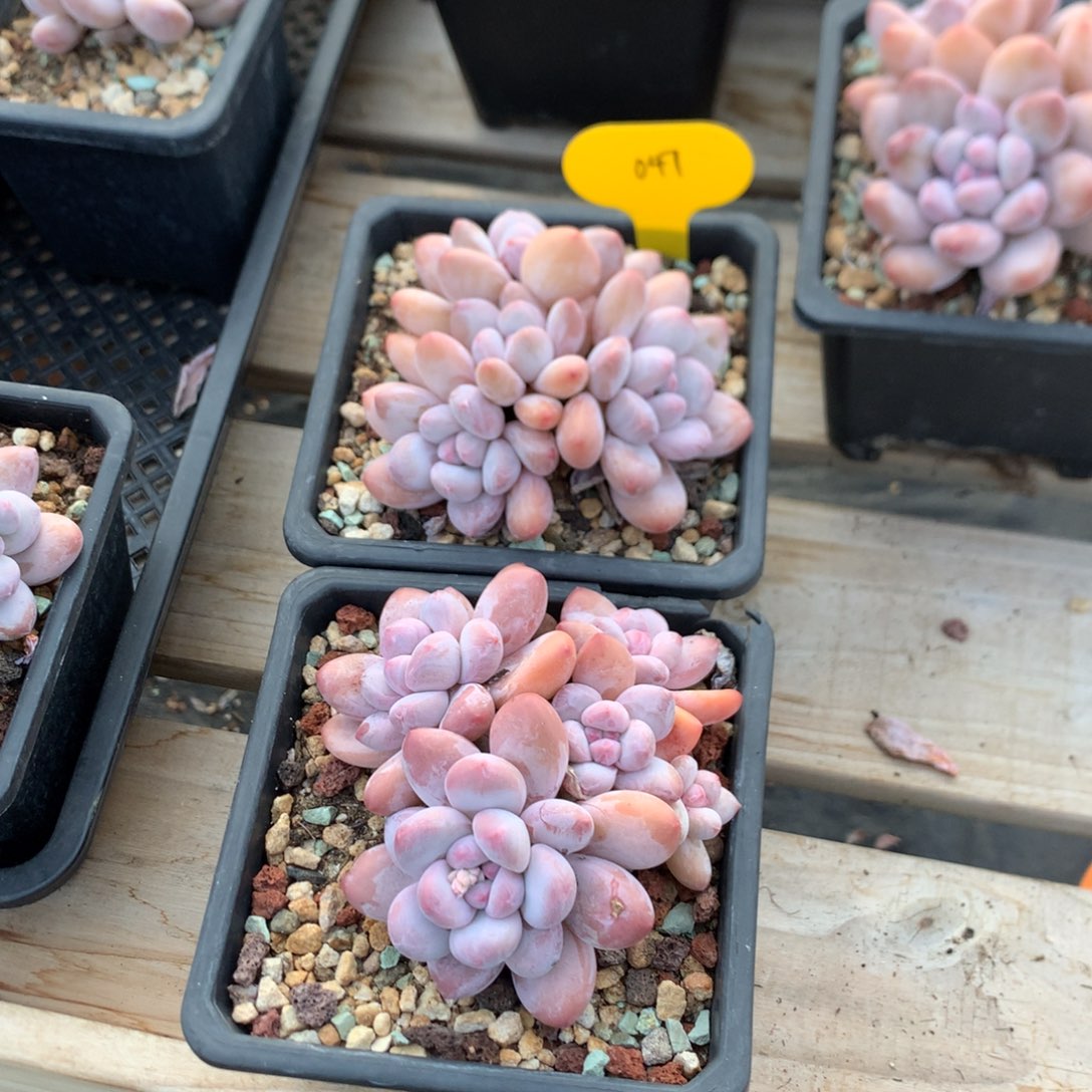 五头四头香水两颗 精控 047