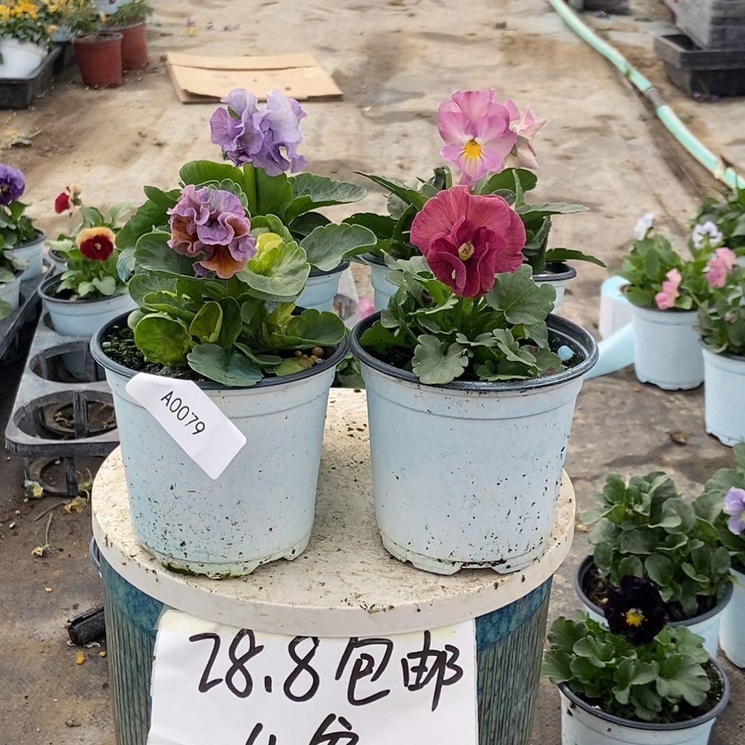 大部分花苞少量开放79