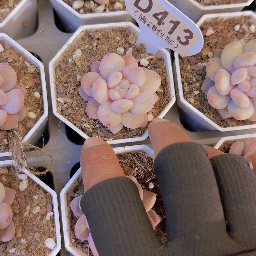 D413半夏一物一拍