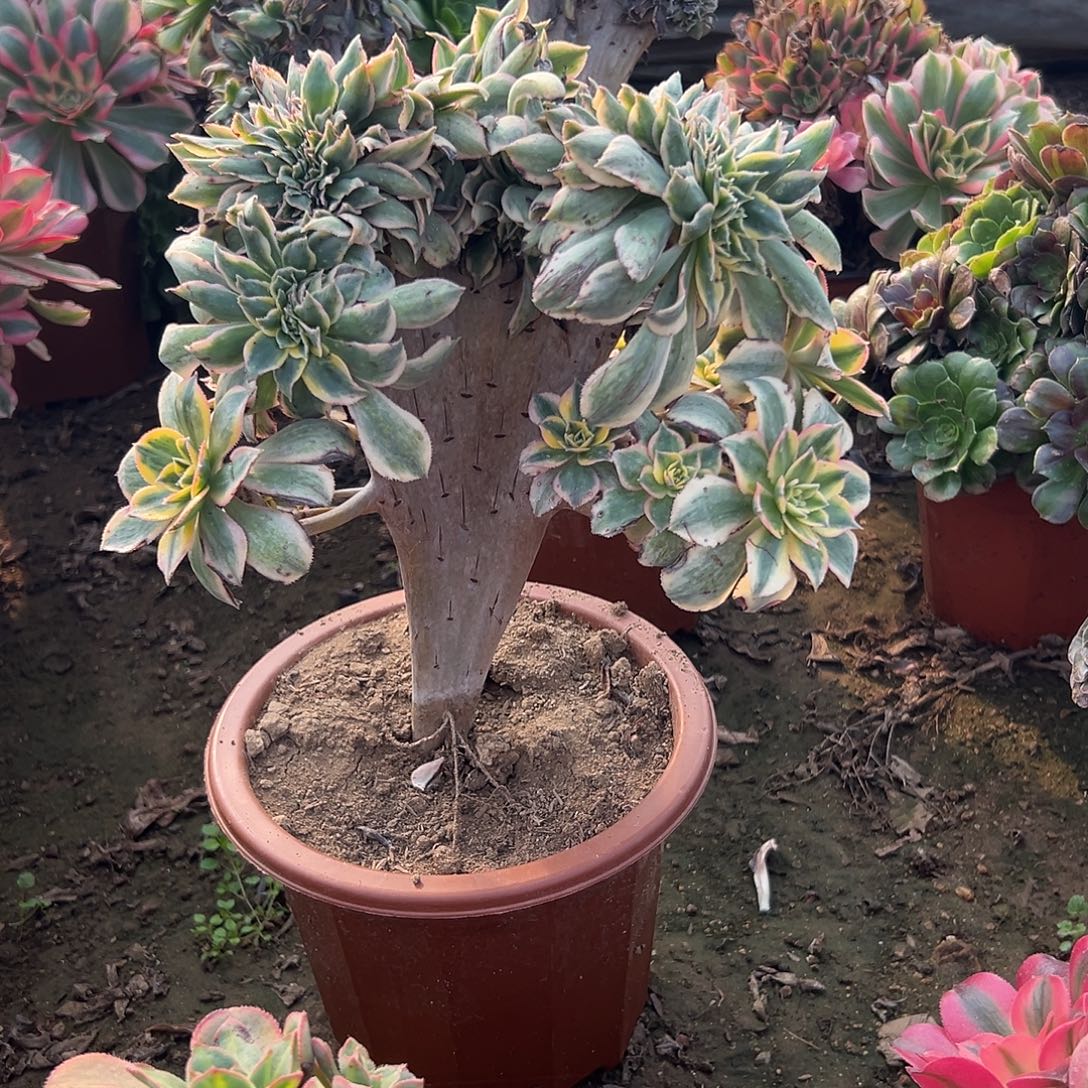 多肉植物灿烂缀化