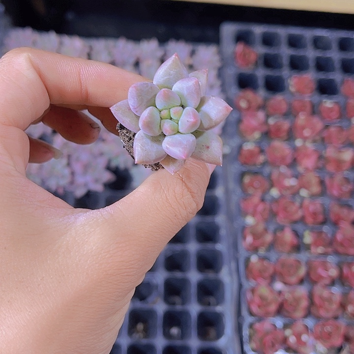 精品红蜻蜓多肉植物