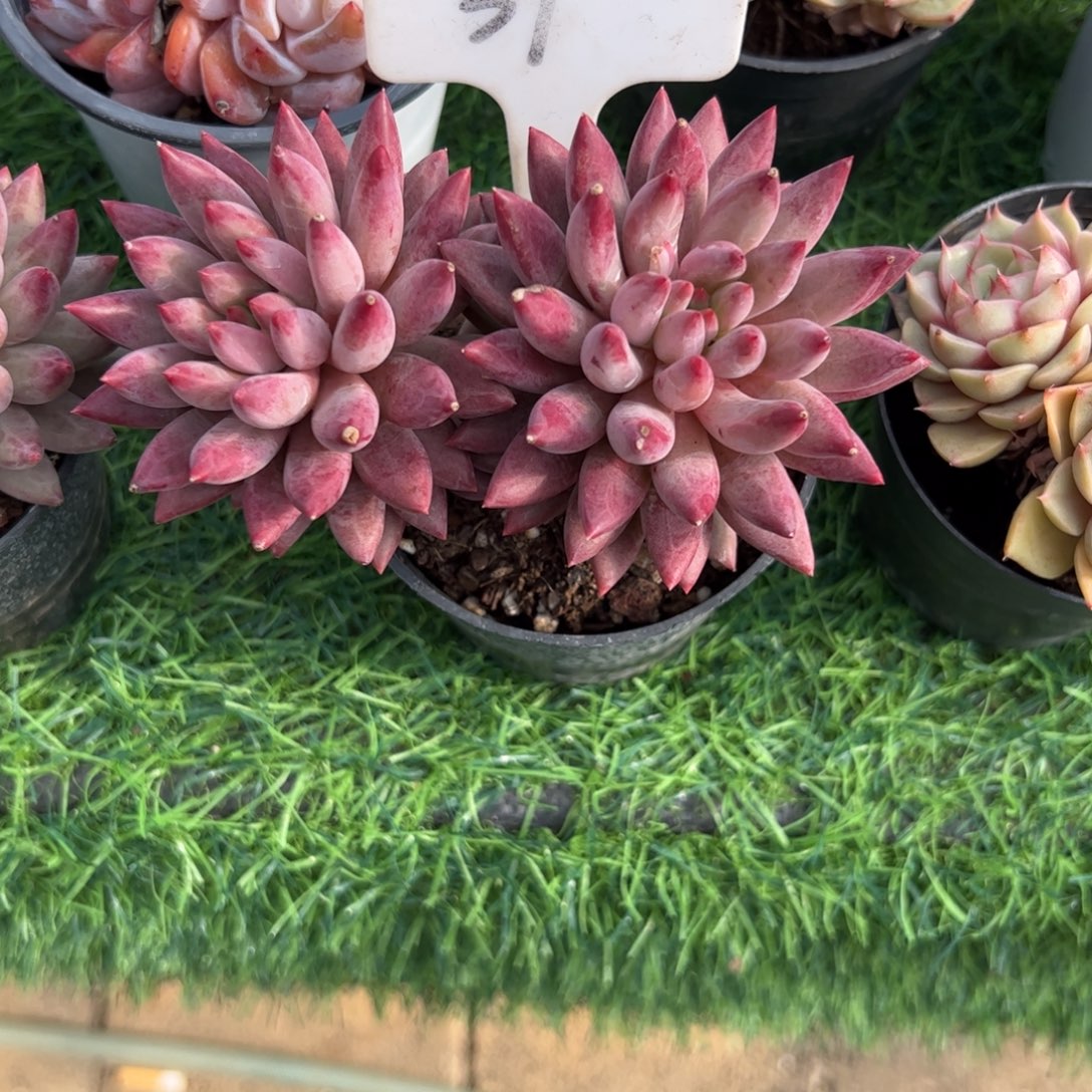 双头虞美人盛开的