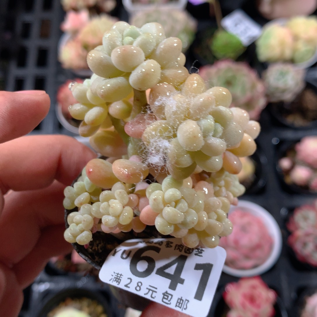 5CM拇指盆精控多肉YU641