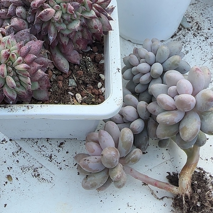 唐***拉青蛙王子儿童牙膏11