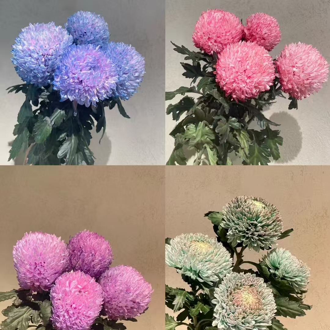 顺顺 牡丹菊 花期长  已发货不支持退款