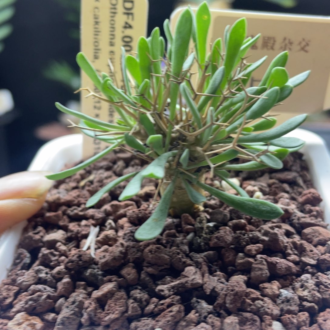 黑鬼殿杂交块根植物