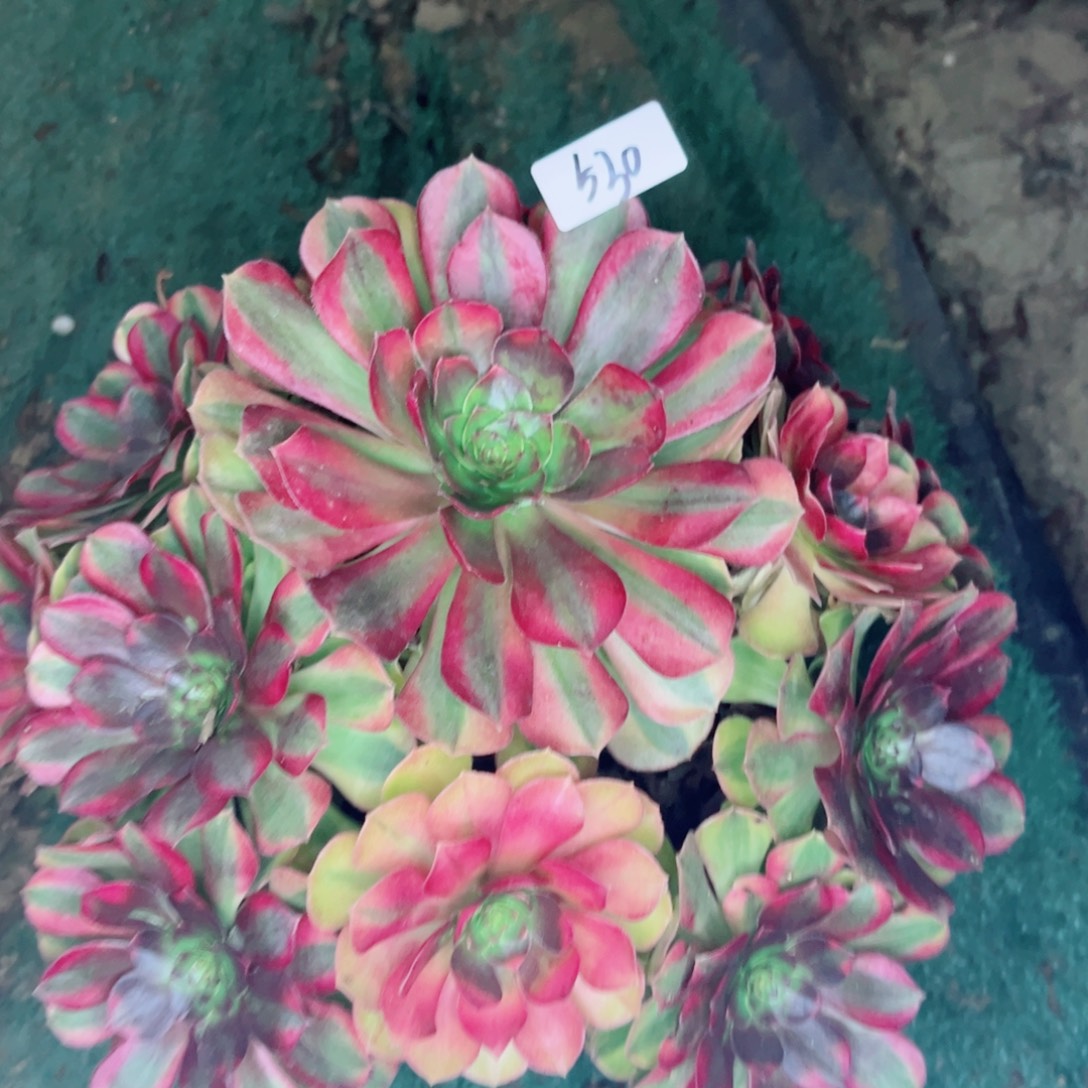 530雨荷法师多肉法师