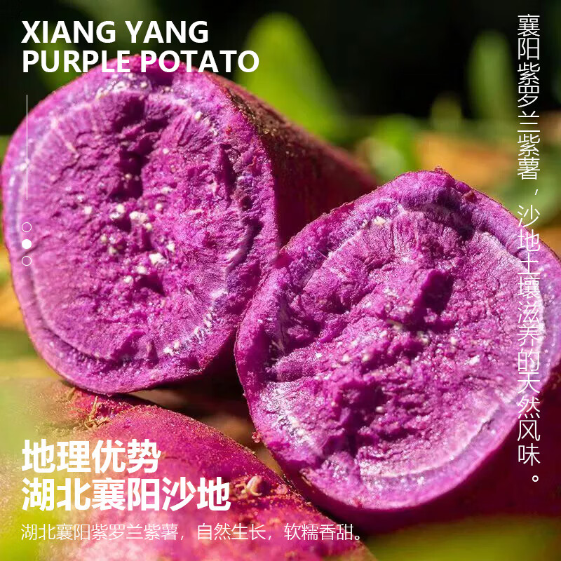 正宗新鲜现挖沙地精品紫薯软糯香甜可作粗粮早餐番薯地瓜产地直发