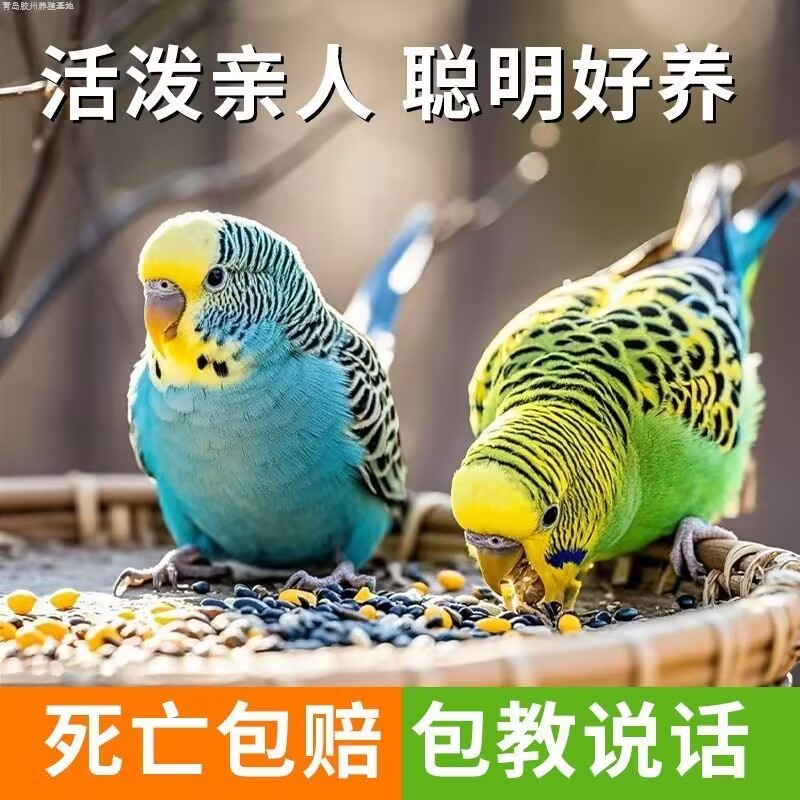 鹦鹉虎皮云斑大头可教会说话宠物鸟可繁殖红眼便宜成年送大礼包