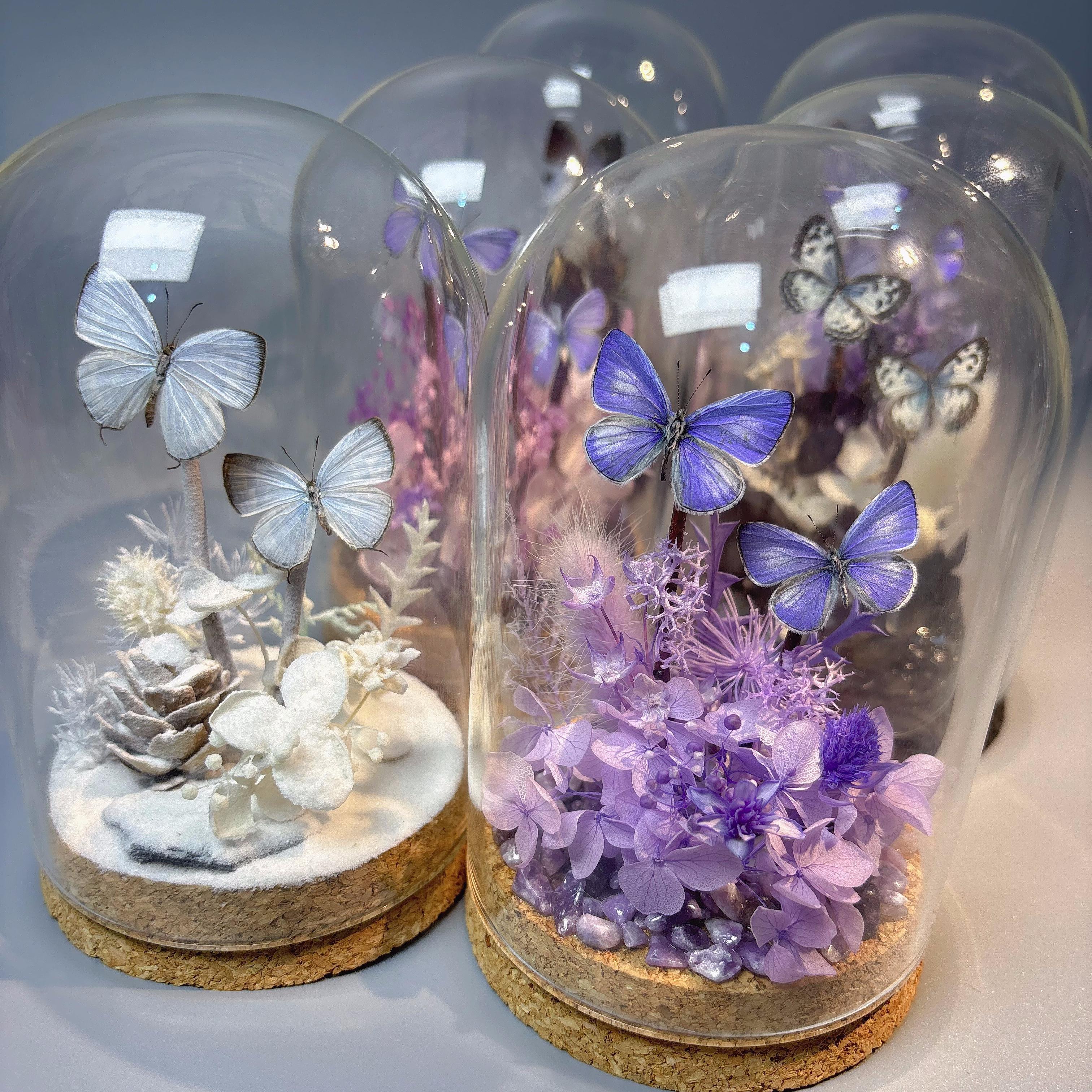 真蝴蝶标本永生花手工制作diy微景观创意女生精美生日礼物摆件