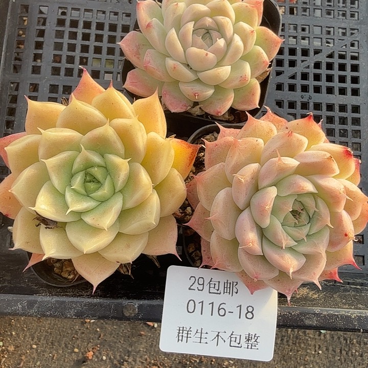 0116-18 麦秆优选三颗