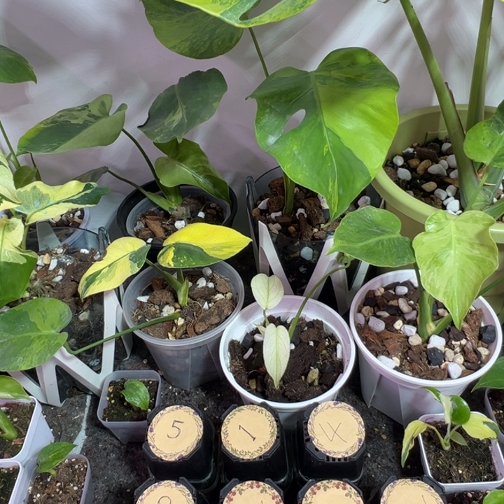 喵***呜完全开放龟背竹种苗