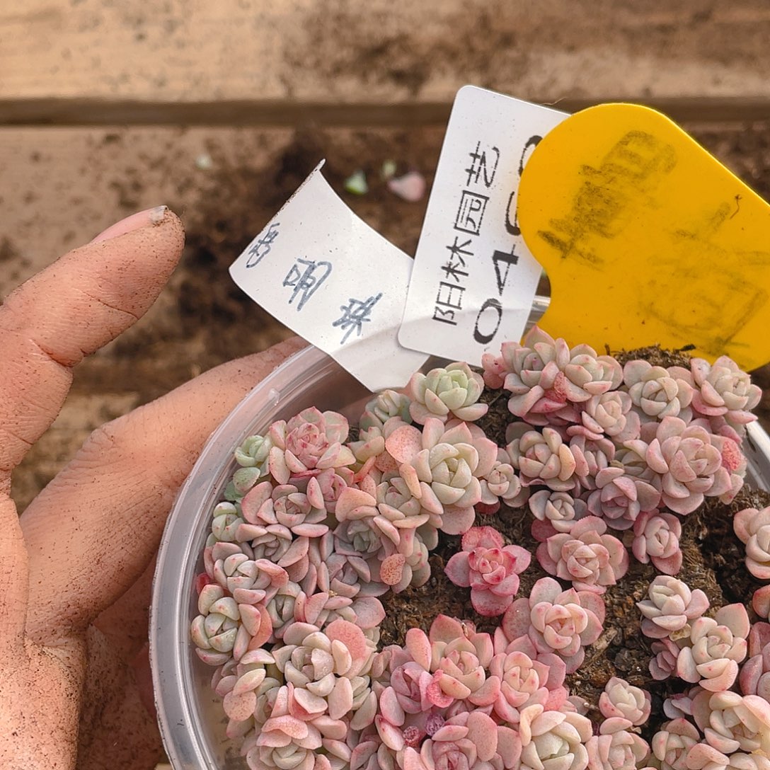 量拍多肉植物多肉植物469