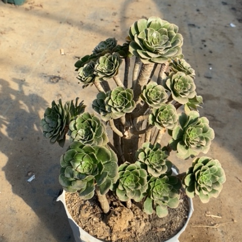 原始绿多肉植物068