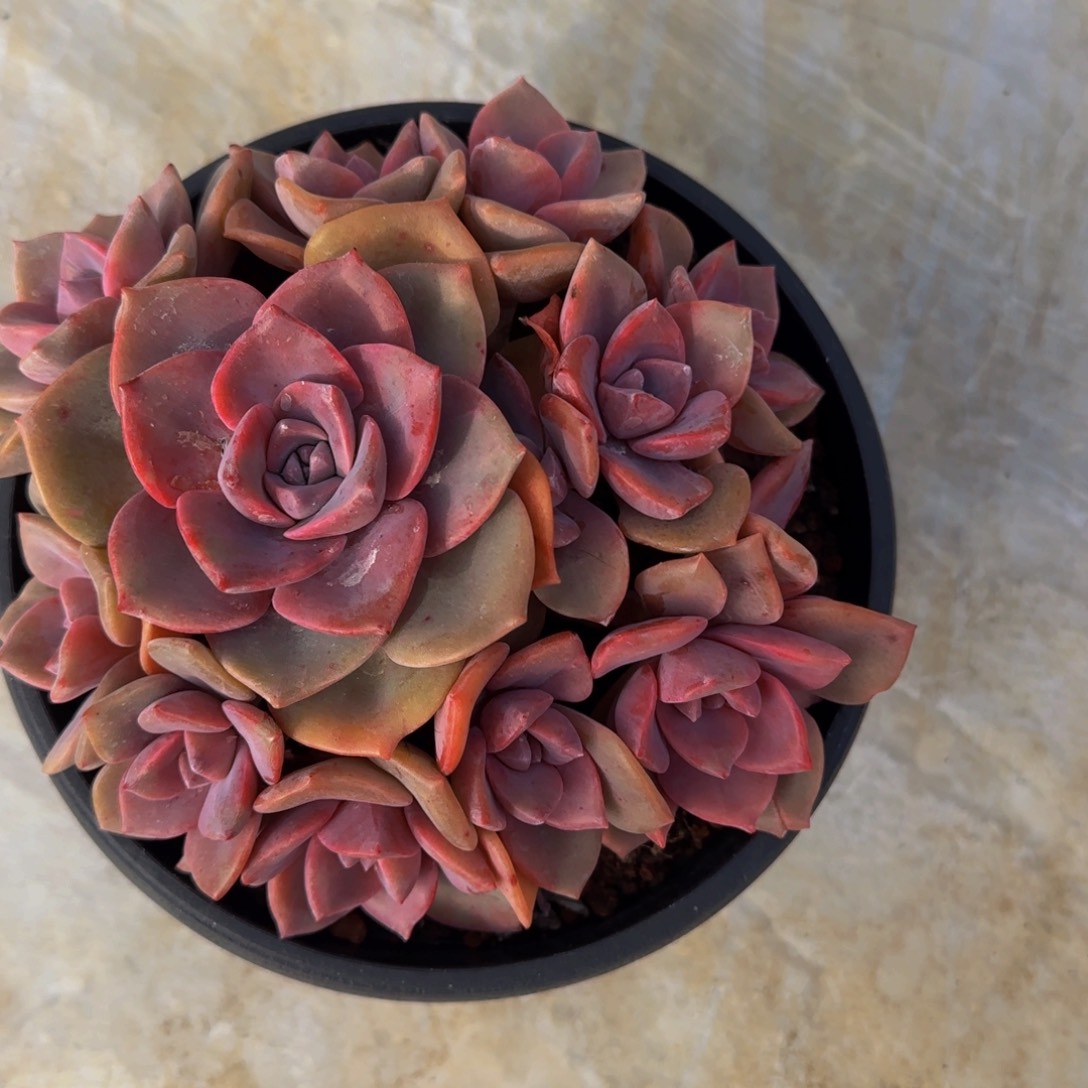 彩虹糖彩虹糖4525856