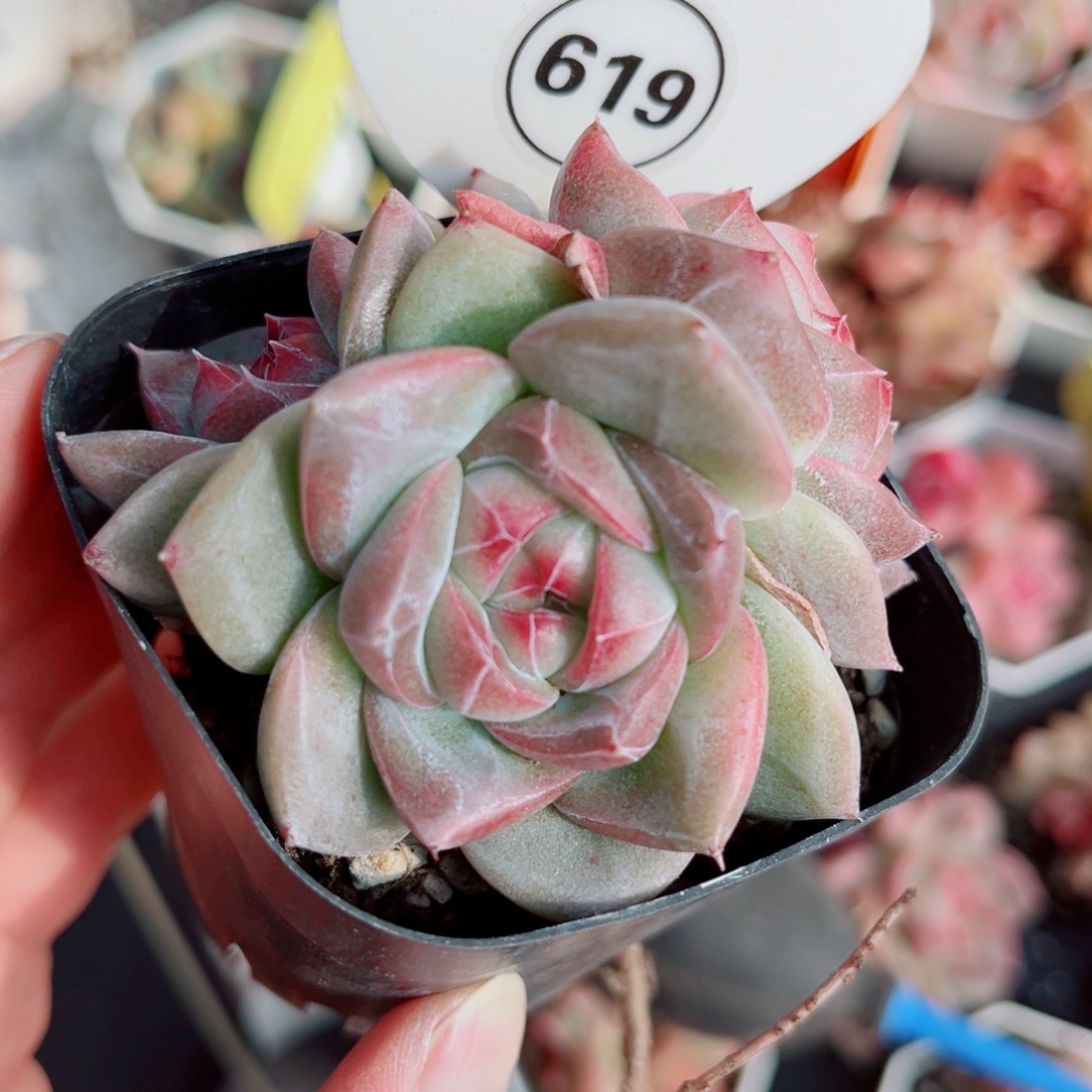 619号小老桩珍妮群