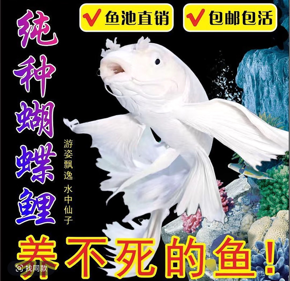 AAA20-23厘米纯种台系蝴蝶鲤石膏白短身大尾好养耐活大鳍大尾