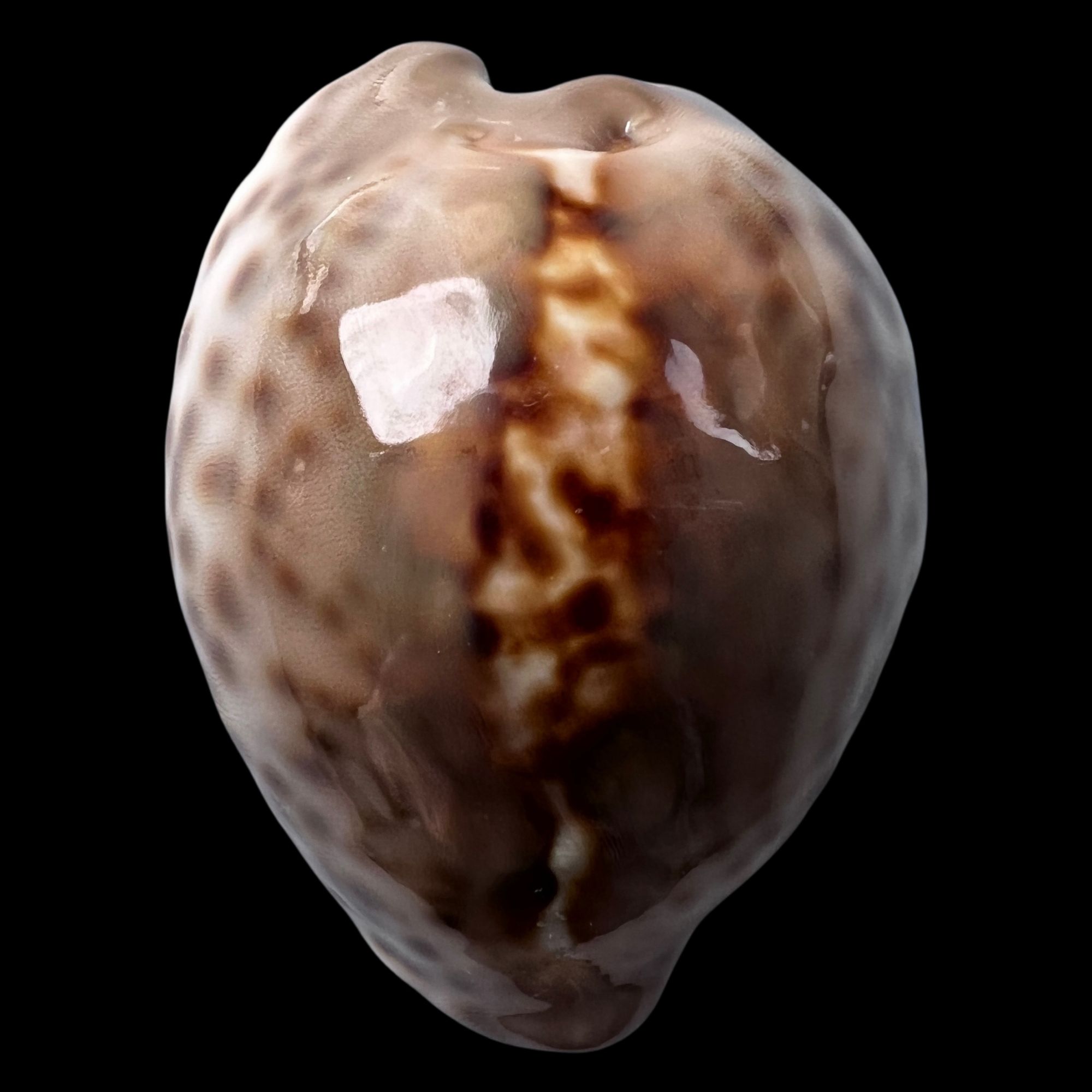 【无齿宝螺】41.9mm 釉质很好 产地：阿曼 贝壳摆件 A6