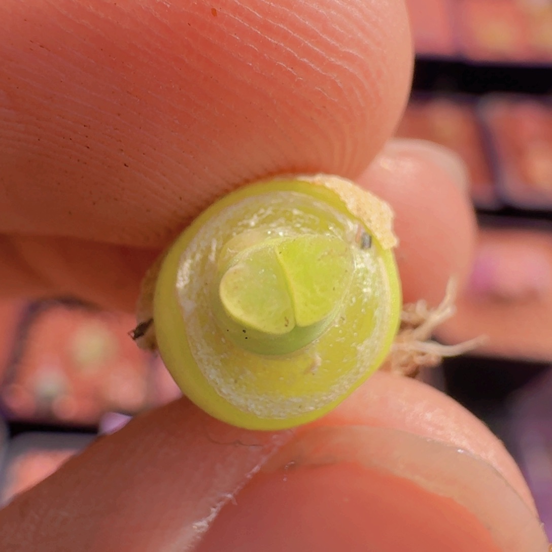 云缦精品番杏7.24