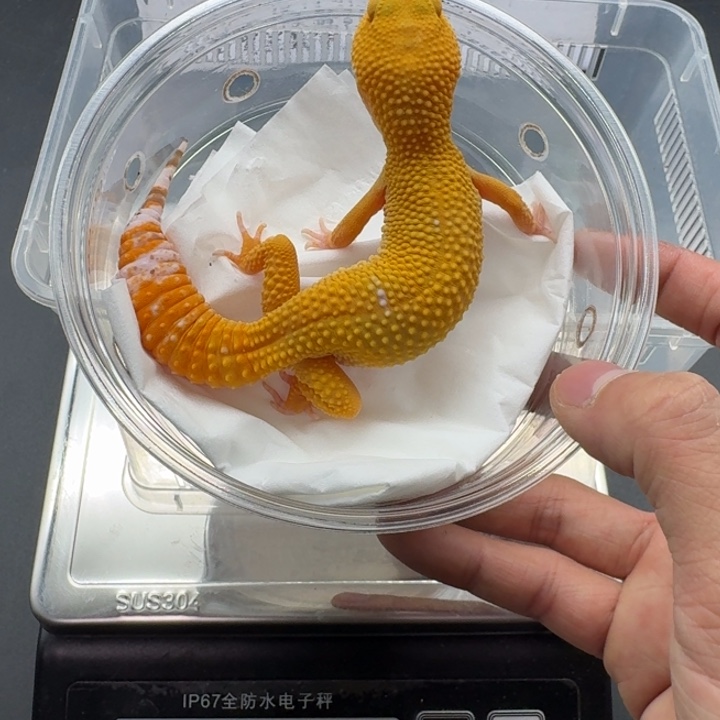 豹纹守宫阳光弟弟