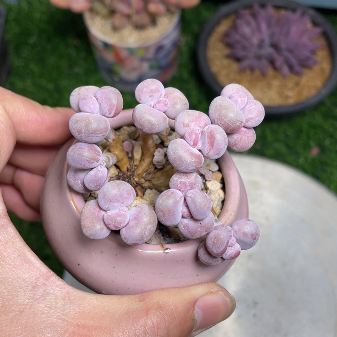 腰子桃蛋多肉植物