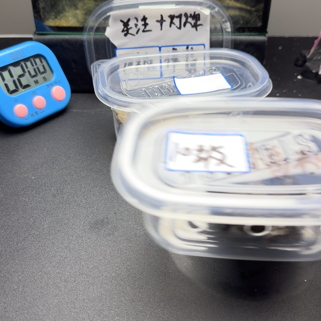 晨***-宠物龟公母搭配人工养殖宠物龟