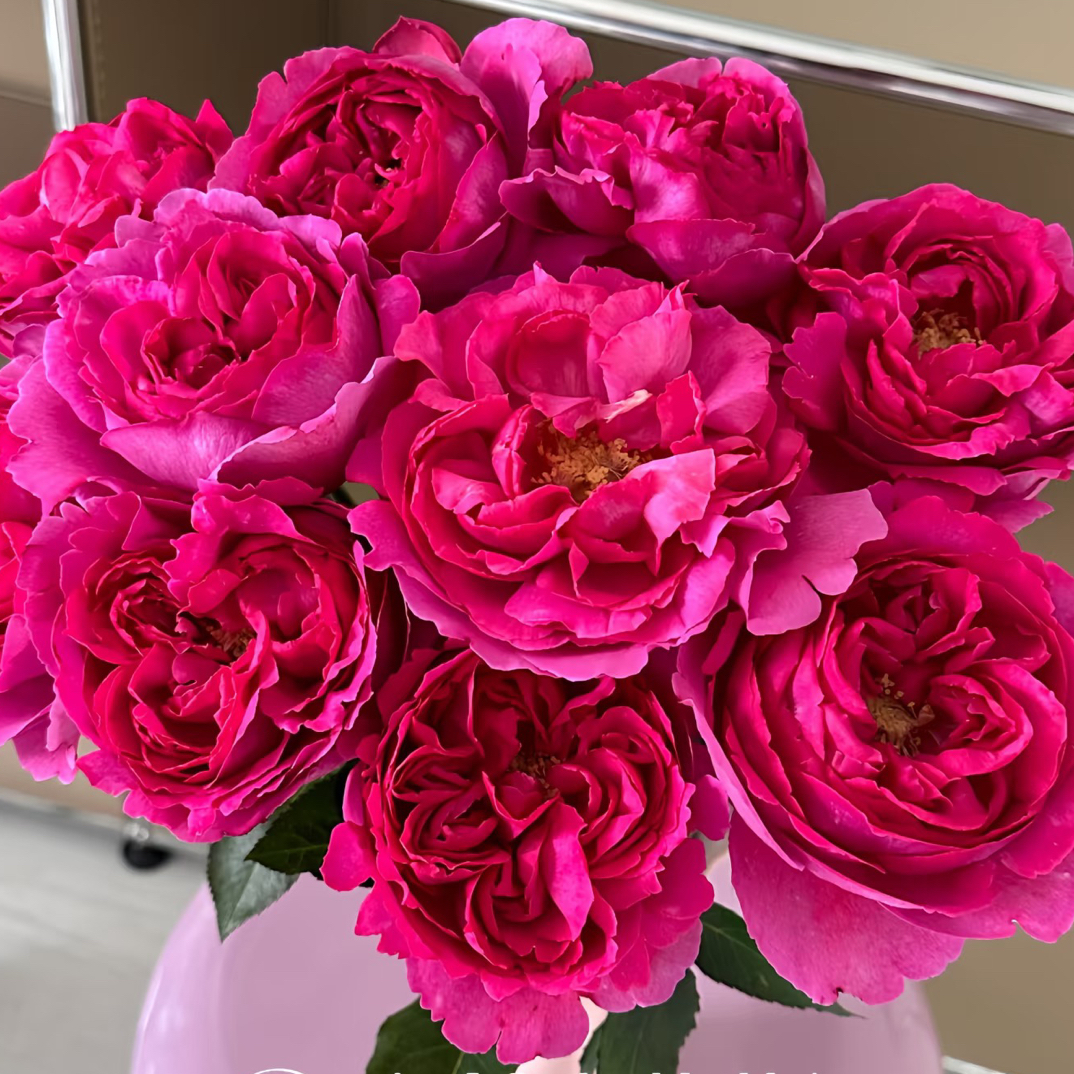 【德芮尔】伊芙花环 拍满三单及以上顺丰空运包邮10支装家居浓香