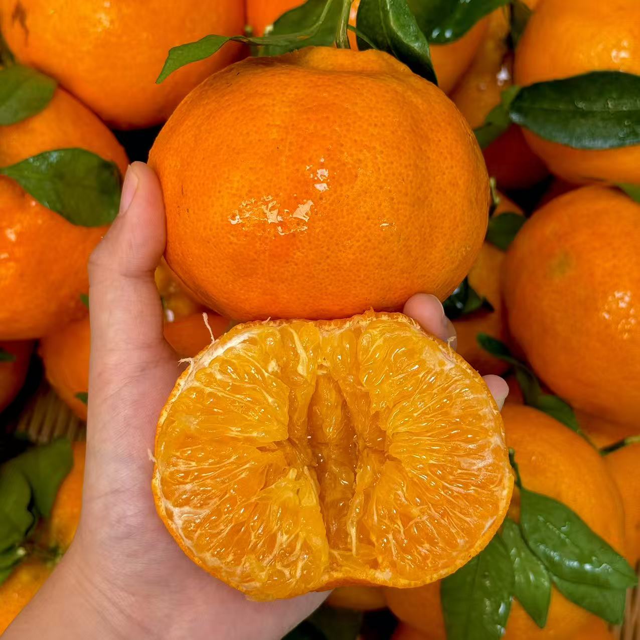 【柑橘皇后】四川甘平柑橘 当季新鲜  鲜嫩多汁 产地直发 3/5斤 