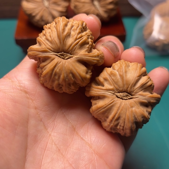 核桃38尺寸白狮子