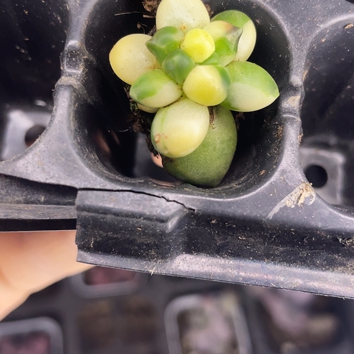 一我一拍满18包邮