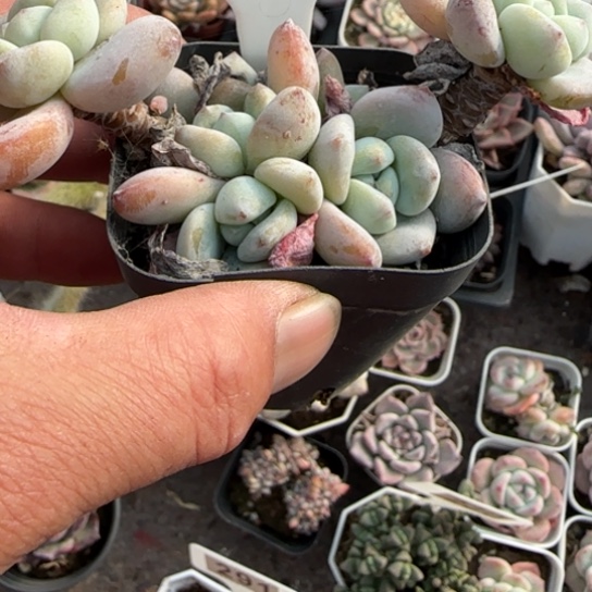 249冷香多肉植物多