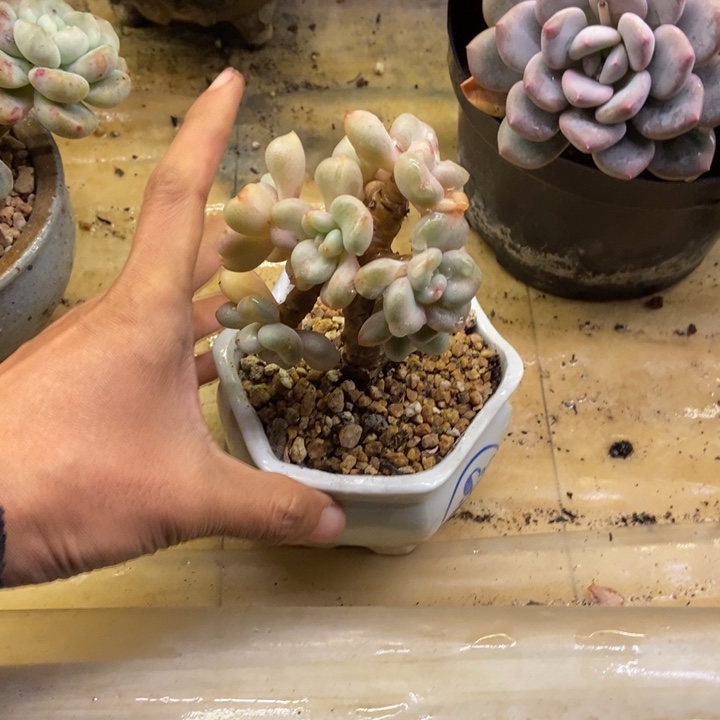 多肉植物一物一拍