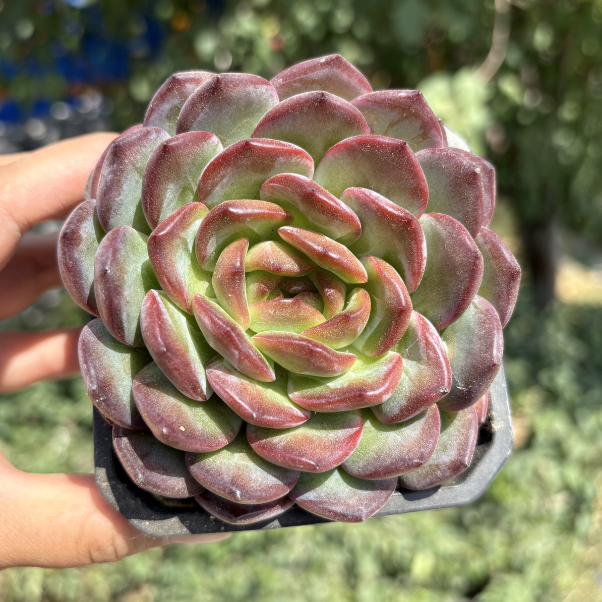 露娜多肉9㎝盆 只发新疆一单包邮