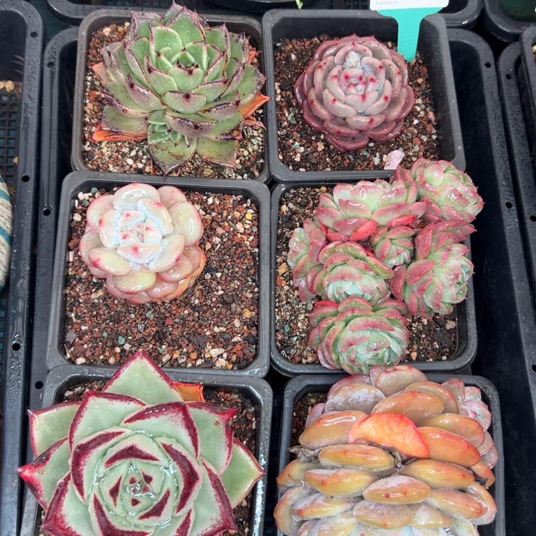 多肉一物一拍0127-69