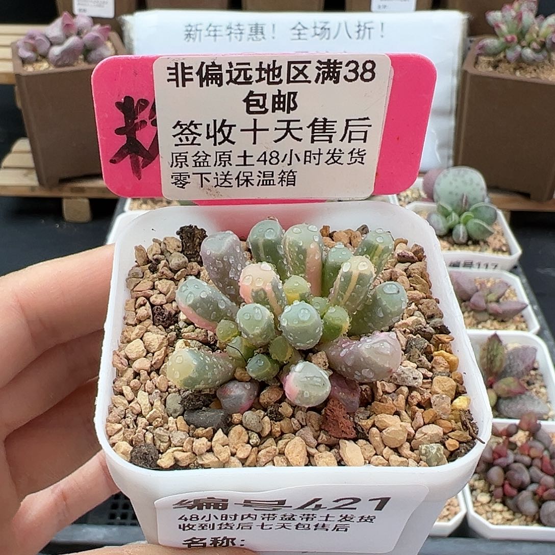 421五十玲玉锦多肉