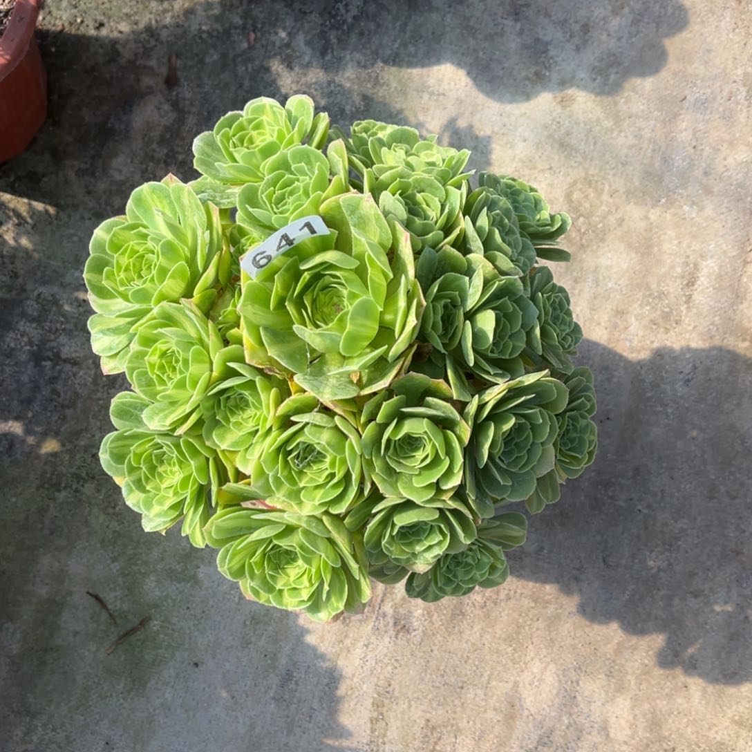 【闪购商品】翡翠琉璃641多肉