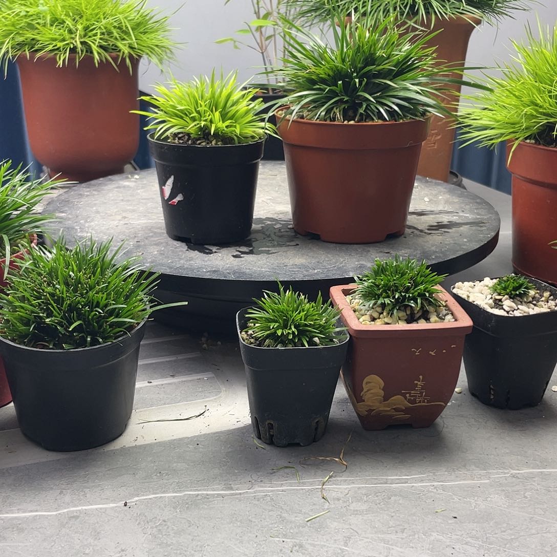 6****夕菖蒲金钱，黄金钱组合