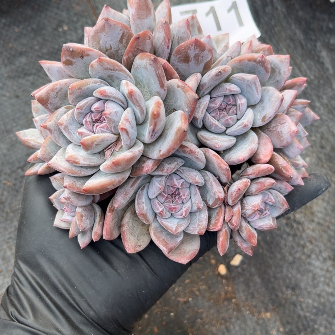 8***7711号新疆西藏内蒙古不包邮的