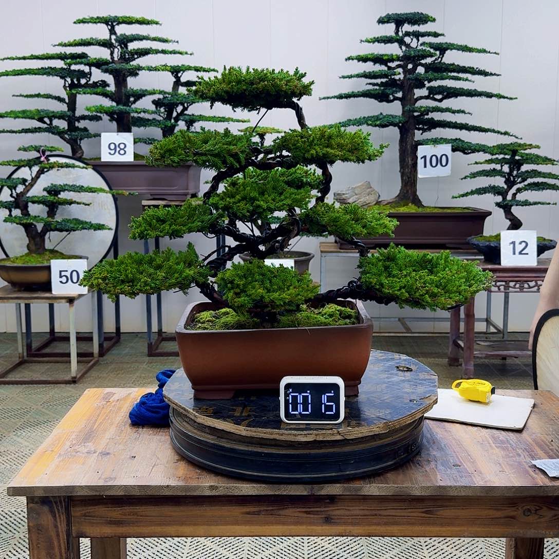 无花朵柏树造型盆景