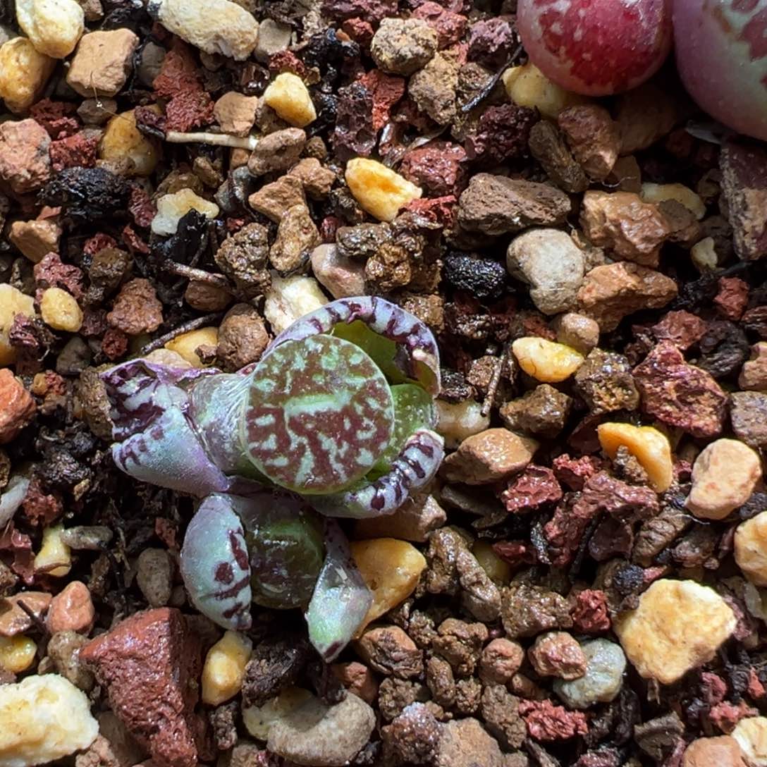 418。青蛙优选青花瓷xBO墨